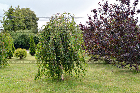 Береза повислая Юнга (Betula pendula 'Youngii') в ландшафтном дизайне. Стоковое фото, фотограф Ирина Борсученко / Фотобанк Лори