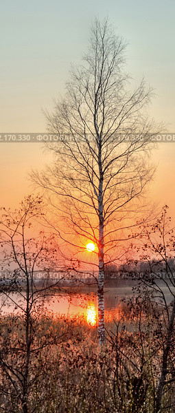 Берёза. Закат. Стоковое фото, фотограф Юрий Кирсанов / Фотобанк Лори