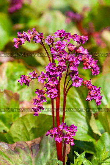 Bergenia crassifolia, Бадан толстолистный. Стоковое фото, фотограф Юлия Бабкина / Фотобанк Лори