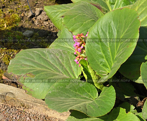Bergenia crassifolia, species of flowering plant of genus Bergenia in family Saxifragaceae, on spring sunny day. Стоковое фото, фотограф Валерия Попова / Фотобанк Лори