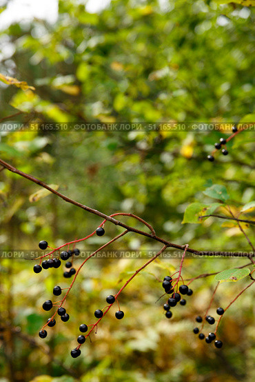 Berry bird cherry in the autumn forest. Стоковое фото, фотограф Aleksandra Selivanova / Фотобанк Лори