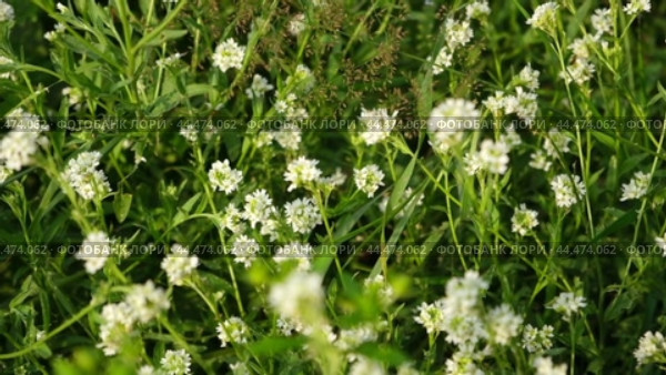 Berteroa incana is a flowering plant in the mustard family, Brassicaceae. Its common names is alyssum, false hoary madwort, hoary berteroa and hoary alison. The plant is toxic to horses. Стоковое видео, видеограф Марина Демидюк / Фотобанк Лори