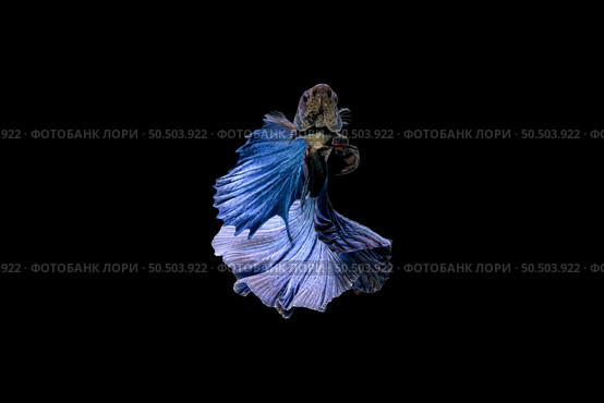 betta, siamese, splendens, Pla-kad, fighting, fish, swim, action, aggression, animal, aquarium, art, background, beautiful, big ear, biology, blue, close-up, colourful, domestic, dragon, dress, ear, elegance, exotic, fancy, freshwater, half-moon,  isolate, luxury, motion, nature, pet, show, tail, thai, thailand, tradition, tropical, underwater, water, waft, flutter. Стоковое фото, агентство Ingram Publishing / Фотобанк Лори
