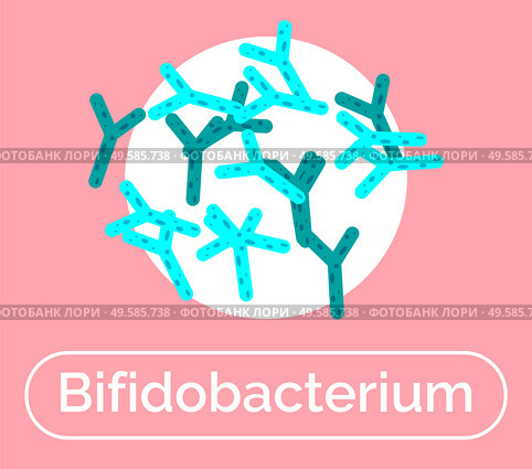 Bifidobacterium good bacteria for human body and digestive system. Nonmotile probiotics with beneficial effect on digestive system and microflora. Gram-positive microorganisms, vector in flat. Bifidobacterium Nonmotile Bacteria Probiotics. Стоковая иллюстрация, агентство Ingram Publishing / Фотобанк Лори