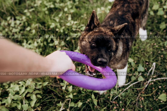 Big dog for a walk with a guy and a girl on the green prairie. Стоковое фото, агентство Ingram Publishing / Фотобанк Лори