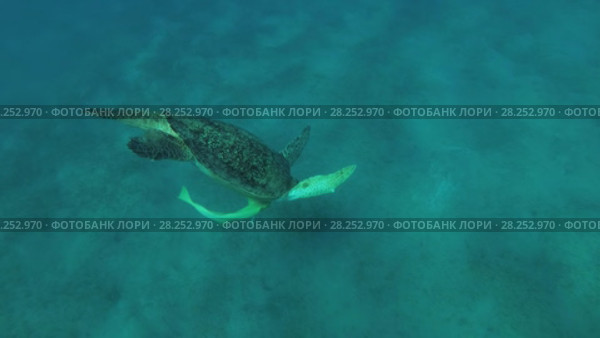 Big male Green Sea Turtle (Chelonia mydas) with Remora fish (Echeneis naucrates) breathes under the surface of water and dives into the depths, Red sea, Marsa Alam, Abu Dabab, Egypt. Стоковое видео, видеограф Некрасов Андрей / Фотобанк Лори