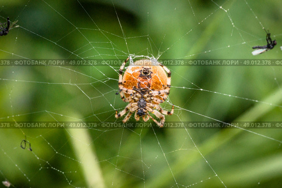 Big spider in a web with mosquitos. Стоковое фото, агентство Ingram Publishing / Фотобанк Лори