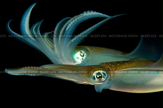 Bigfin reef squid tending eggs along a buoy line, Lembeh Strait, Indonesia. Стоковое фото, фотограф Steve Jones/Stocktrek Images / ТАСС / Фотобанк Лори