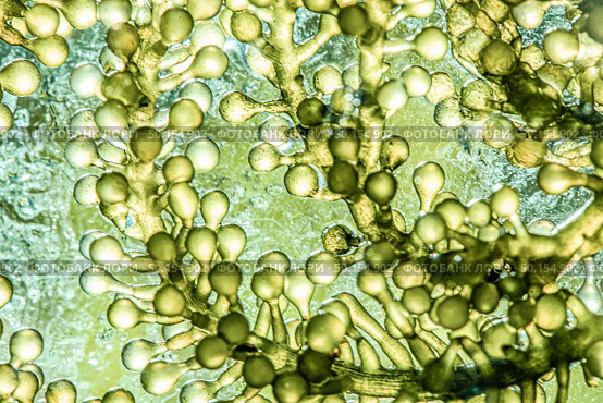 Biofuel research process in laboratory, Microalgae Photobioreactor for alternative energy innovation in Renewable Energy Laboratory. Стоковое фото, агентство Ingram Publishing / Фотобанк Лори
