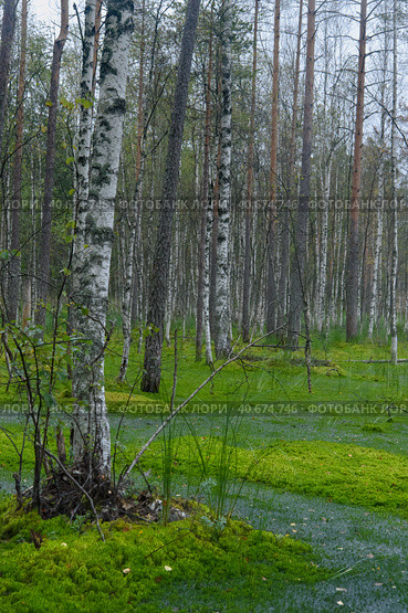 Birches on the swamp. Стоковое фото, фотограф Анна Кривицкая / Фотобанк Лори