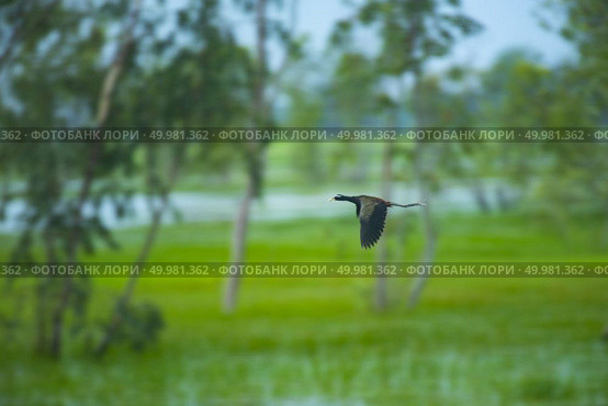 birds family flying over the lake. Стоковое фото, агентство Ingram Publishing / Фотобанк Лори