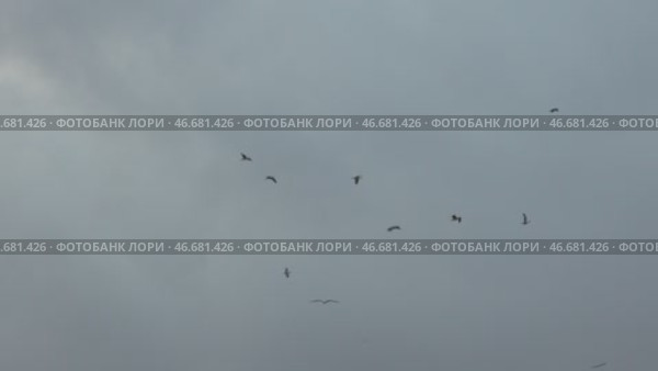 Birds Flight Cloudy Sky Migration: Aerial view, birds migrating on overcast day, likely for seasonal breeding. Стоковое видео, видеограф svetograph / Фотобанк Лори