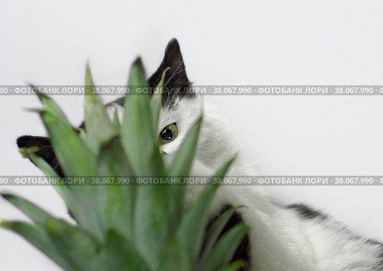 Black and white cat nibbles on green leaves of pineapple. Стоковое фото, фотограф Артем Курутин / Фотобанк Лори