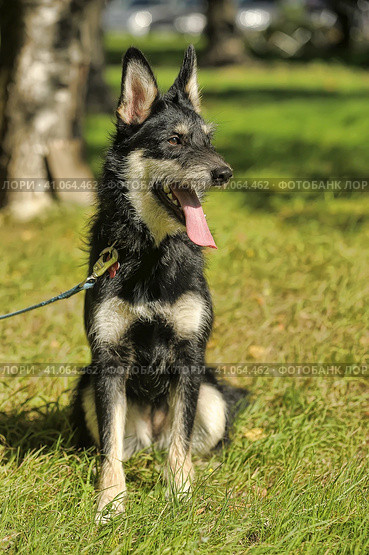 Black and white dog terrier metis. Стоковое фото, фотограф Анна Кривицкая / Фотобанк Лори