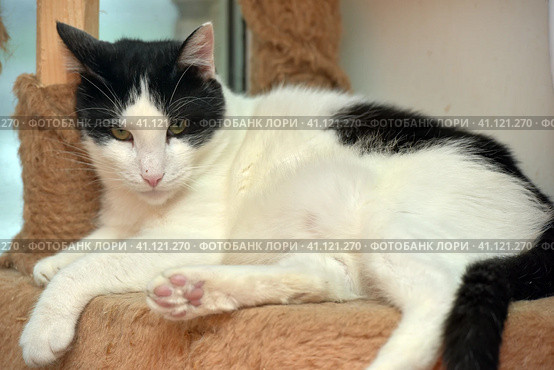 Black and white large domestic cat. Стоковое фото, фотограф Анна Кривицкая / Фотобанк Лори