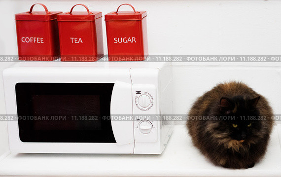 Black cat sitting on a kitchen counter. Стоковое фото, фотограф Piotr Stryjewski / PantherMedia / Фотобанк Лори