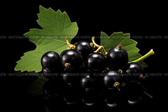 black currant with leaf isolated on a white background. With copy space for your text. Flat lay. Стоковое AI-изображение, AI-художник Ирина Ручушкина / Фотобанк Лори