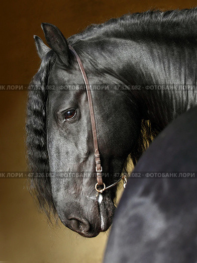 Black friesian dressage horse on dark  stable background. Черная (вороная) фризская выездковая лошадь на темном фоне конюшни. Стоковое фото, фотограф Михаил Кондрашов / Фотобанк Лори