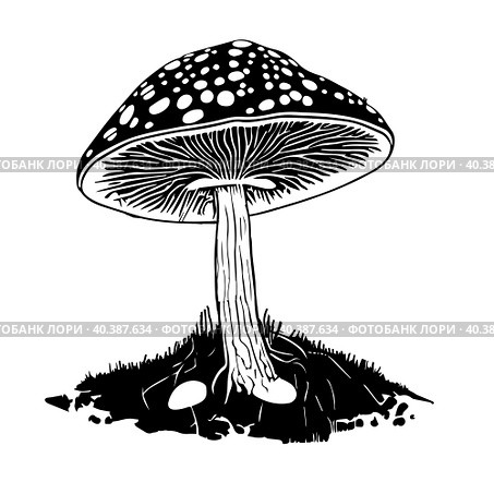 Black hand-drawn vector illustration of One fresh mushroom Fly agaric isolated on a white background. Стоковая иллюстрация, иллюстратор Татьяна Куклина / Фотобанк Лори