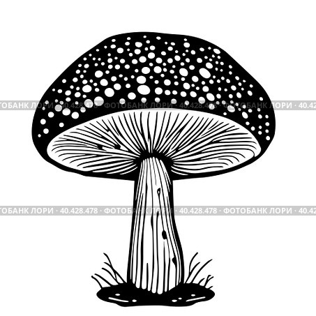 Black hand-drawn vector illustration of One fresh mushroom Fly agaric isolated on a white background. Стоковая иллюстрация, иллюстратор Татьяна Куклина / Фотобанк Лори