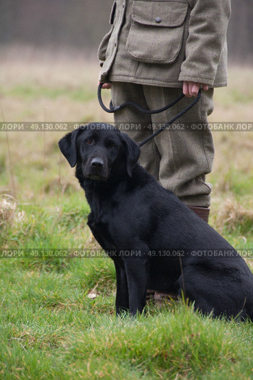 Black Labrador Picking Up On A Game Shoot. Стоковое фото, агентство Ingram Publishing / Фотобанк Лори