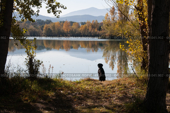Black Labrador waiting by a lake filled with beautiful reflected autumnal colour. Стоковое фото, агентство Ingram Publishing / Фотобанк Лори