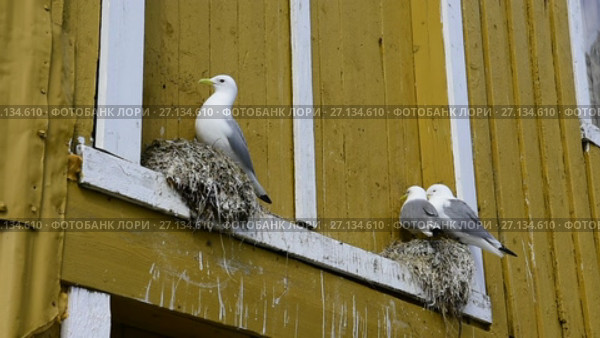 Black-legged kittiwake at the nest. Стоковое видео, видеограф Vladimir / Фотобанк Лори
