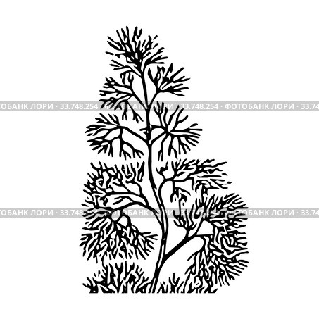 Black outline hand drawing vector illustration of an aquatic decorative plant in the ground in aquarium isolated on a white background. Стоковая иллюстрация, иллюстратор Татьяна Куклина / Фотобанк Лори