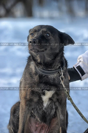Black pooch dog on a leash. Стоковое фото, фотограф Анна Кривицкая / Фотобанк Лори