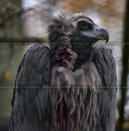 Black vulture. Стоковое фото, фотограф Анна Кривицкая / Фотобанк Лори