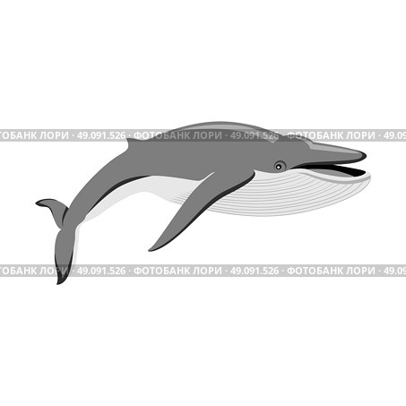 Black Whale Isolated on White Background. Black monochrome whale isolated on white background. Largest animal in world. Huge creating floating in the ocean or the sea. Big mammal whale with tail and fin living in water. Vector illustration. Стоковая иллюстрация, агентство Ingram Publishing / Фотобанк Лори