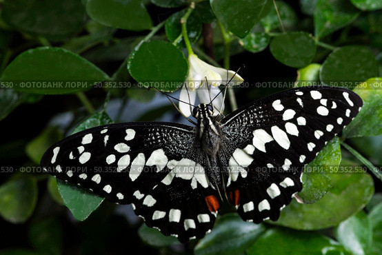 black white butterfly with its wings opened. Стоковое фото, агентство Ingram Publishing / Фотобанк Лори