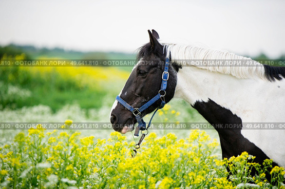 black-white piebald horse grazing on blossom pasture. close up. Стоковое фото, агентство Ingram Publishing / Фотобанк Лори