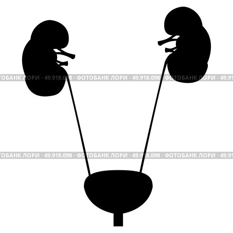 Bladder and kidney black icon.. Bladder and kidney icon. Стоковая иллюстрация, агентство Ingram Publishing / Фотобанк Лори