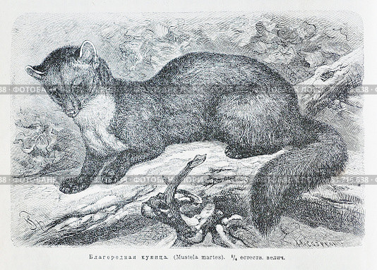 Благородная куница (лат. Mustela martes) - рисунок из книги А. Брэма "Жизнь животных", 1896 г. Стоковая иллюстрация, иллюстратор Вера Смолянинова / Фотобанк Лори