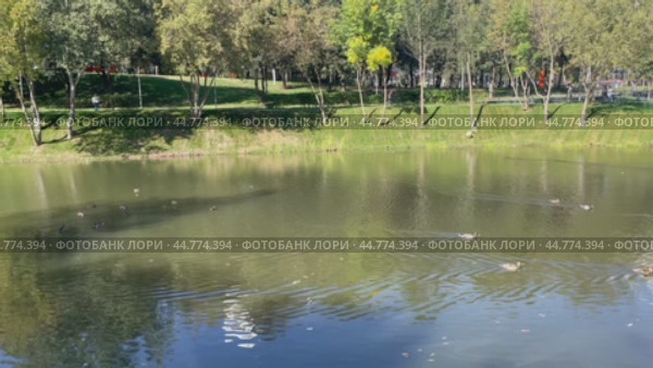Благоустроенный парк у прудов на Чертановской улице. Водоплавающие птицы, кряквы. Москва, Южное Чертаново. Стоковое видео, видеограф Щеголева Ольга / Фотобанк Лори