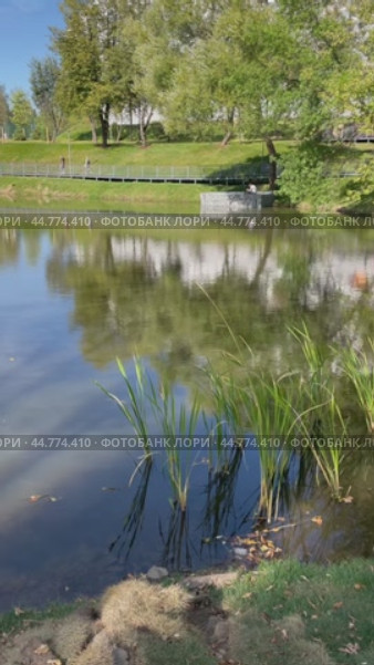 Благоустроенный парк у прудов на Чертановской улице. Красивые водные растения у берега. Москва, Южное Чертаново. Стоковое видео, видеограф Щеголева Ольга / Фотобанк Лори