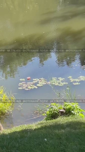 Благоустроенный парк у прудов на Чертановской улице. Красивые водные растения у берега, кувшинка цветет. Город Москва, Южное Чертаново, Россия. Стоковое видео, видеограф Щеголева Ольга / Фотобанк Лори