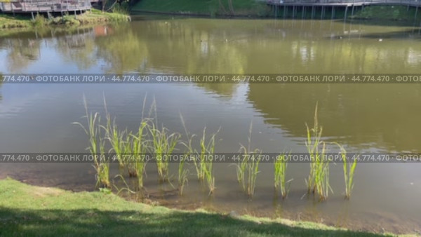 Благоустроенный парк у прудов на Чертановской улице. Водные растения. Город Москва, Южное Чертаново, Россия. Стоковое видео, видеограф Щеголева Ольга / Фотобанк Лори