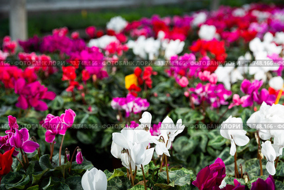 Blooming cyclamen growing in pots. Стоковое фото, фотограф Яков Филимонов / Фотобанк Лори