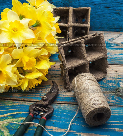 blooming daffodils,peat pots,secateurs on wooden background.Selective focus. Стоковое фото, агентство Ingram Publishing / Фотобанк Лори