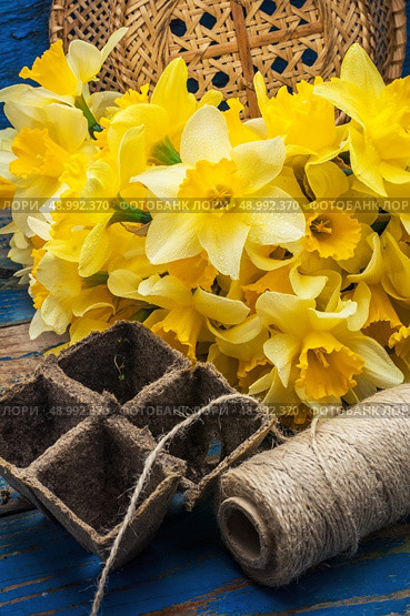 blooming daffodils,peat pots,secateurs on wooden background.Selective focus. Стоковое фото, агентство Ingram Publishing / Фотобанк Лори