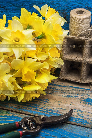 blooming daffodils,peat pots,secateurs on wooden background.Selective focus. Стоковое фото, агентство Ingram Publishing / Фотобанк Лори