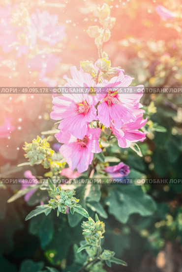 Blooming hollyhock in garden or park. Flowers bed. Pink Mallow flowers . Стоковое фото, агентство Ingram Publishing / Фотобанк Лори