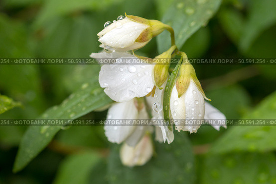 Blooming jasmine with water drops close up. Стоковое фото, фотограф Argument / Фотобанк Лори