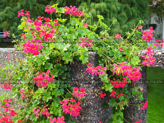 Blooming pink ivy geranium pelargonium, vertical design of landscaping of streets and parks. Beautiful large pelargonium geranium cranesbill flowers. Floriculture and horticulture. Banja Koviljaca. Стоковое фото, фотограф Юлия Петровская / Фотобанк Лори