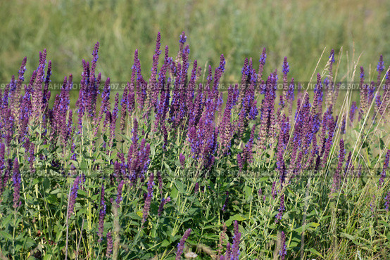 Blooming Salvia Superba close up on a sunny day. Стоковое фото, фотограф Володина Ольга / Фотобанк Лори