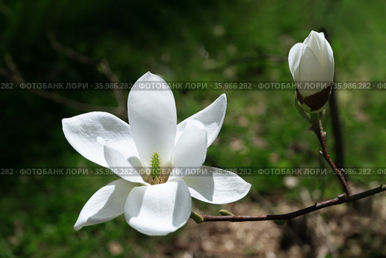 blossoming Magnolia kobus flower close-up in spring. Стоковое фото, фотограф Анна Майорова / Фотобанк Лори