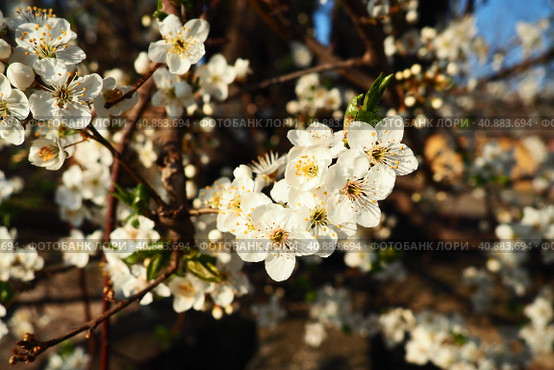 Blossoming of cherries, sweet cherries and bird cherry. Beautiful fragrant white flowers on the branches during the golden hour. Spring white flowers are collected in long thick drooping brushes. Стоковое фото, фотограф Юлия Петровская / Фотобанк Лори