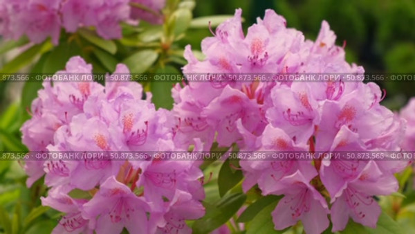 Blossoming rhododendron flowers on blurred background. Natural backdrop. Blooming pink rhododendrons swaying gently in sunlit garden. Alpenrose, snow-rose. Flowering bush. Biodiversity conservation. Стоковое видео, видеограф Марина Демидюк / Фотобанк Лори
